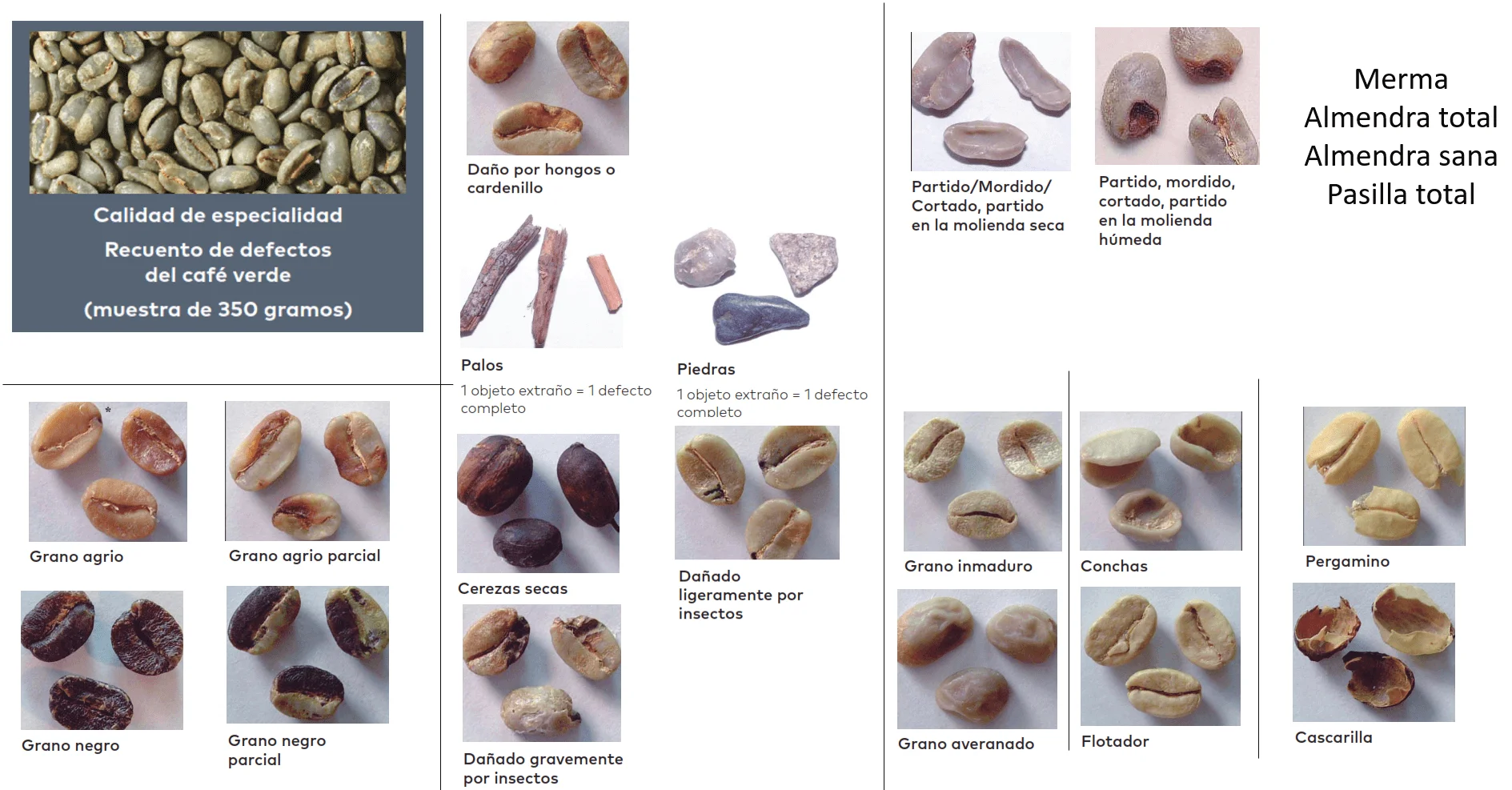 Fermentación de Café