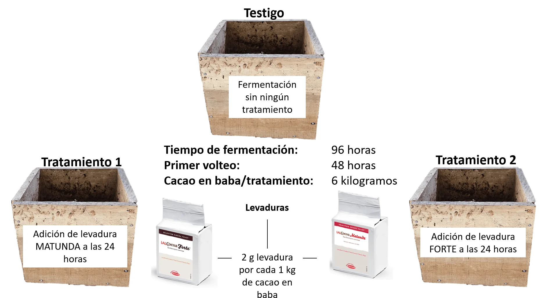 Proceso Fermentación