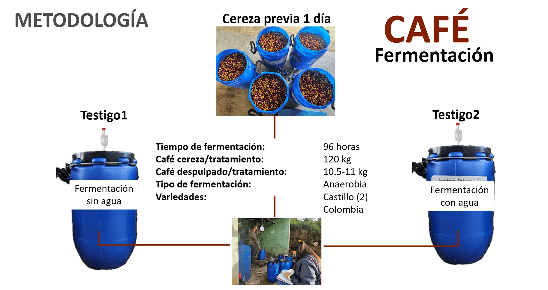 Fermentación de Café