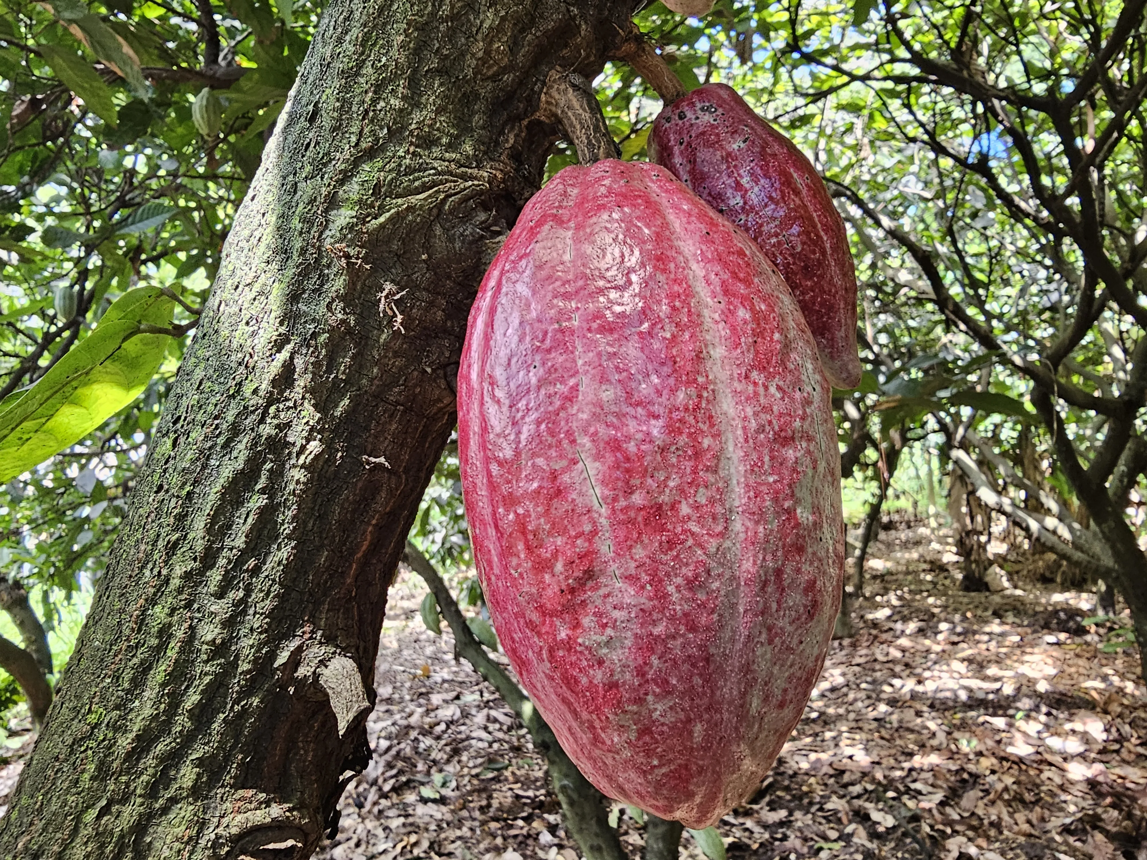 Otra foto de la finca