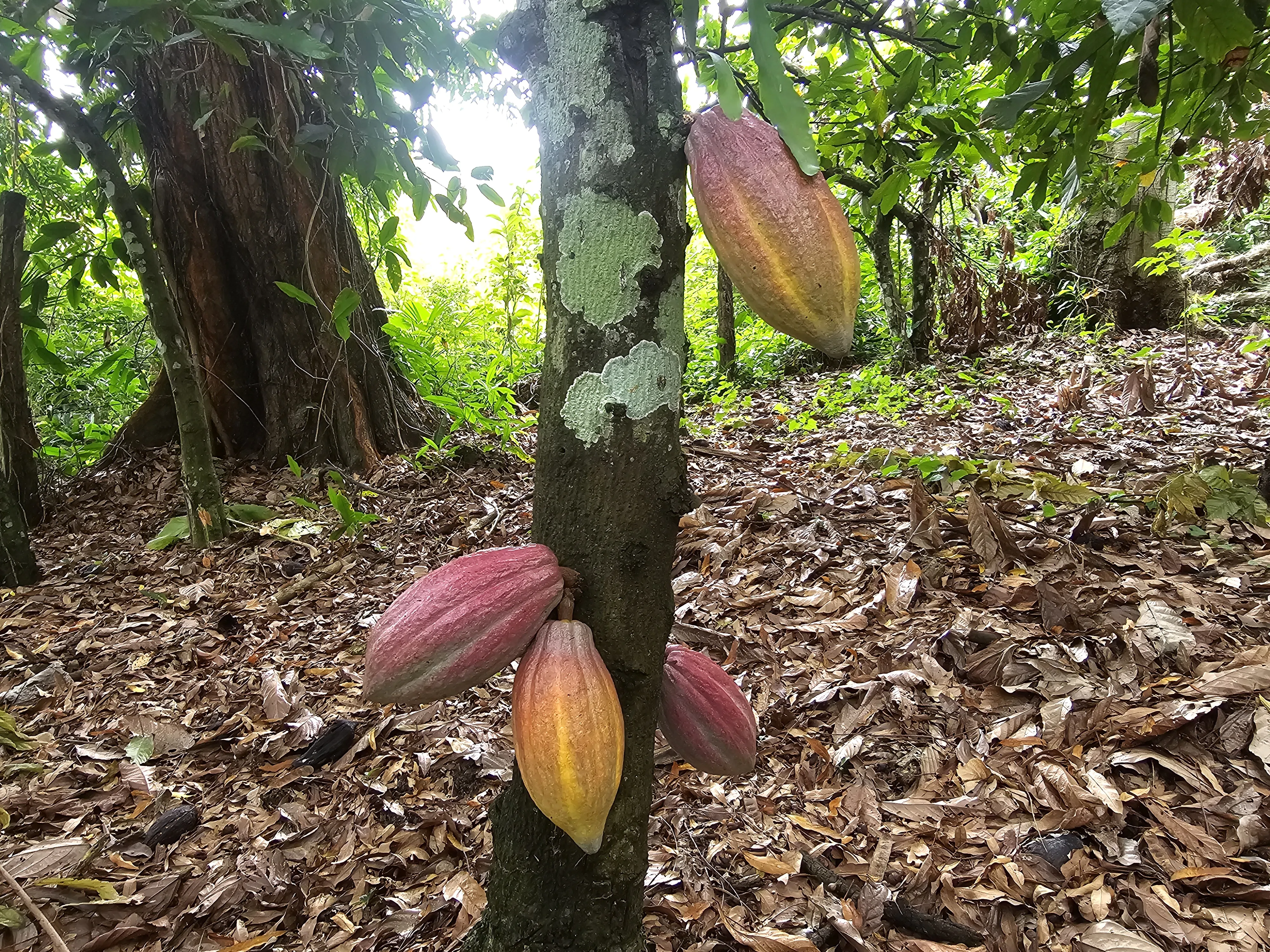 Otra foto de la finca